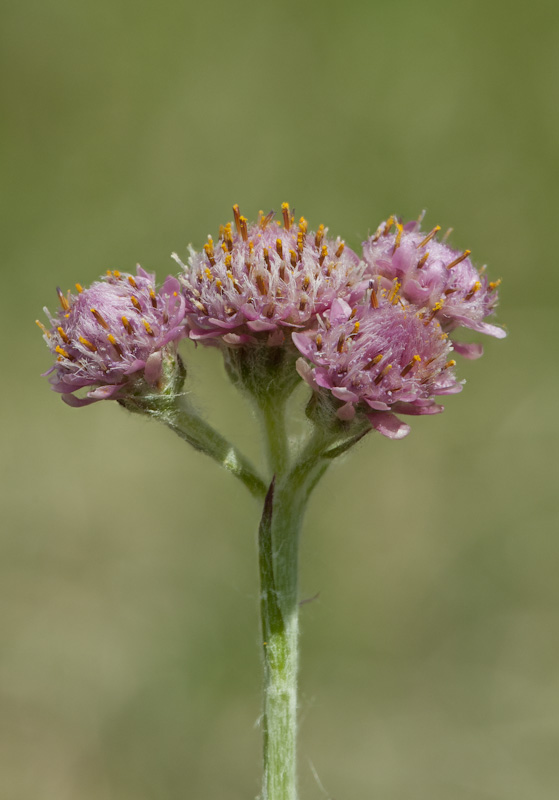 Kattfot hanblomma